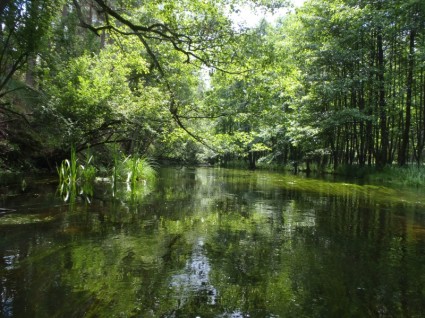 Fluss Grün Natur