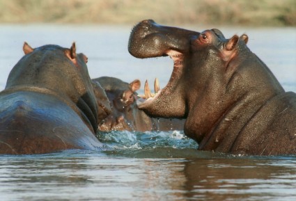 Fluss-Pferd Nilpferd hippo