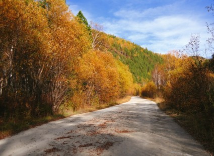 estrada na floresta de outono