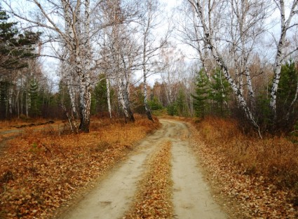 Straße in Herbst Wald