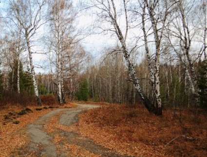 ถนนในป่าฤดูใบไม้ร่วง