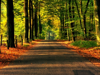 الطريق إلى الخريف خلفية الطبيعة الخريف
