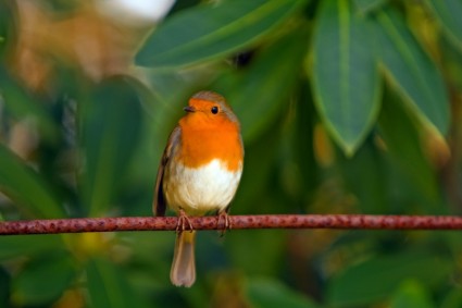 robin de Robin pájaro rojo