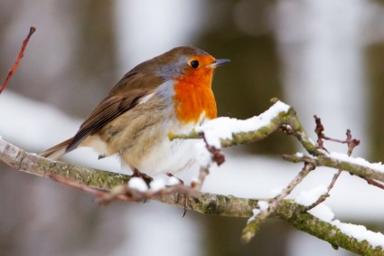 Robin di musim dingin