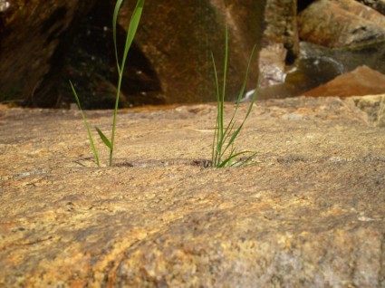 roca y hierba