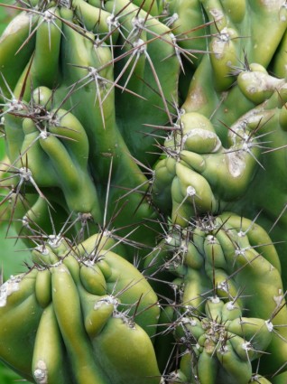 saguaro di roccia cactus cereus peruvianus monstrosus