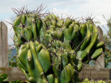 Rock kaktus cereus peruvianus monstrosus cereus