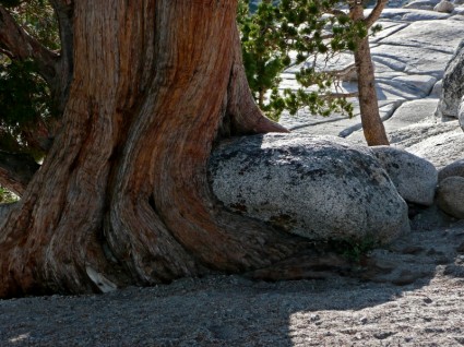 Rock Tree Root