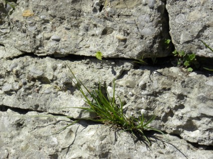 hierba de la pared de roca close up