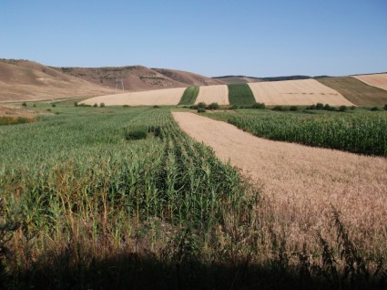Rumania lanskap jagung
