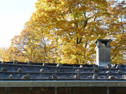 madeira de telhado de madeira telhado