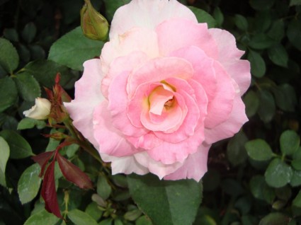Rosa de flor rosa