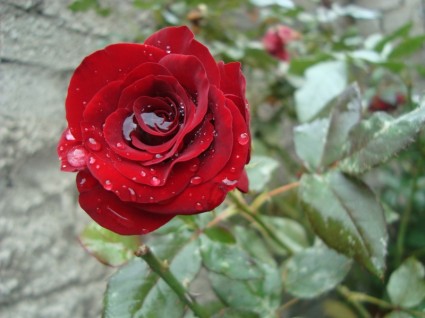 schönes Mädchen Rosa rot