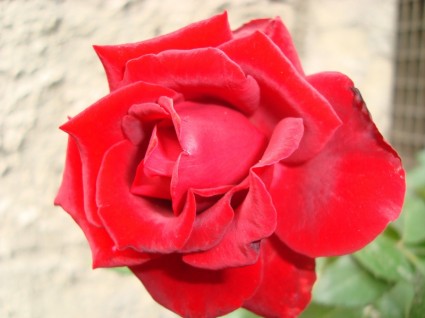 Rosa rouge fleur rose rouge