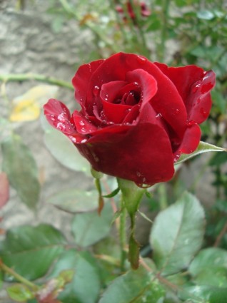 Роза красная спрей