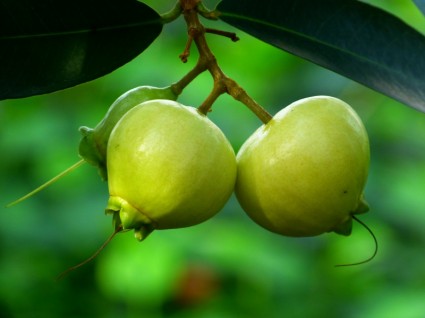 ローズ アップル フルーツの木