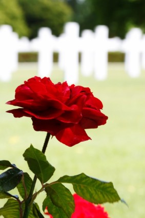 Rose am Kriegerdenkmal