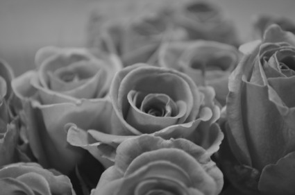 玫瑰的黑色和白色