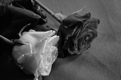 玫瑰黑白色爱