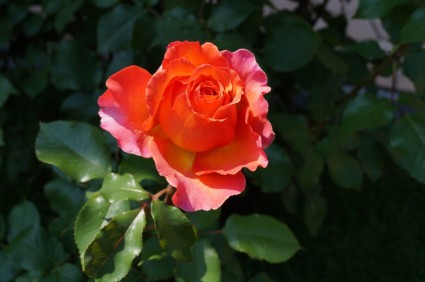flor de primavera de la rosa de bloom