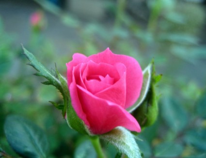 Hoa hồng nở