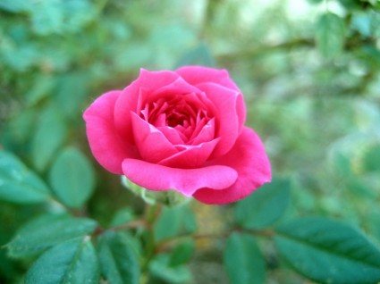 rose qui fleurit