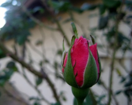 Роза расцветает