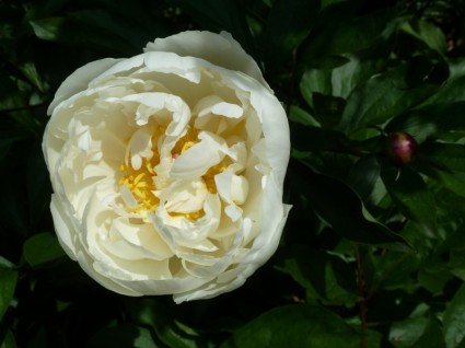 Rose Close Up Flower