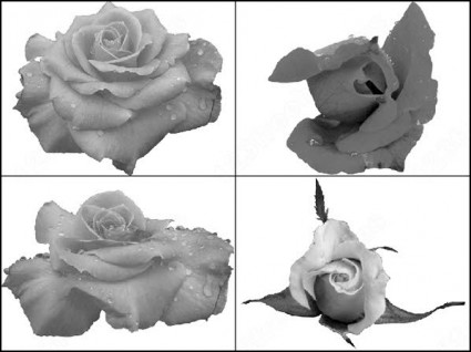 rosa Blume-Pinsel