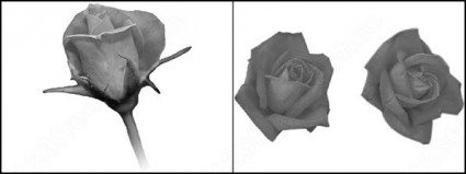 玫瑰花朵笔刷