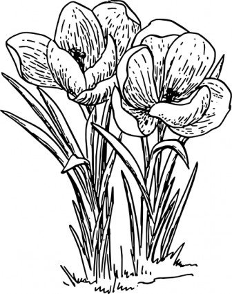 Crocus Rose Blume-ClipArt