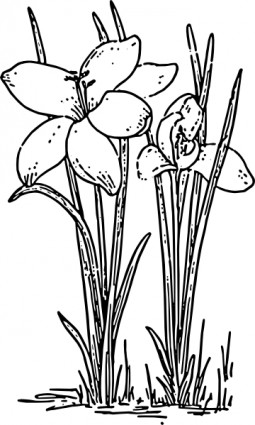 mawar bunga crocus clip art