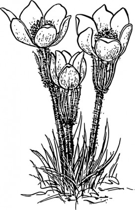 Crocus Rose Blume-ClipArt