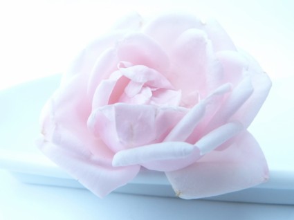 rosa Blume, gefroren