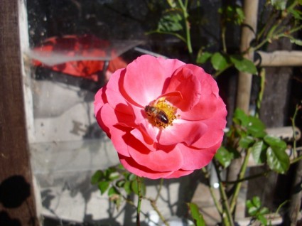 rosa Blume Natur rosa Blume Natur