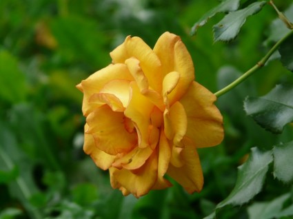 pomarańczowy kwiat róży
