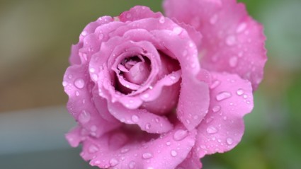 Rose fleur rose