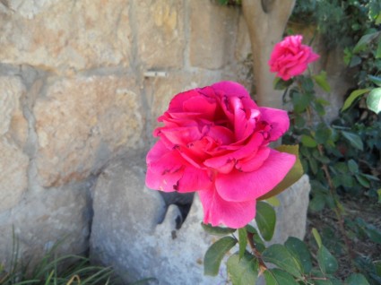 fiore rosa rosa