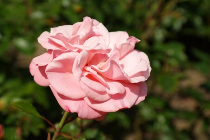 różowy kwiat róży