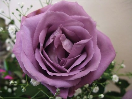 planta de flor rosa