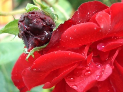 rosa flor vermelha