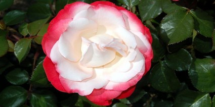 rosa Blume rot