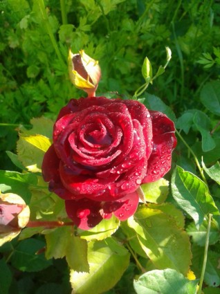 زهرة وردة روز حمراء