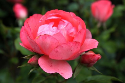 floraciones de rosa rosa