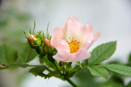 bunga mawar merah muda