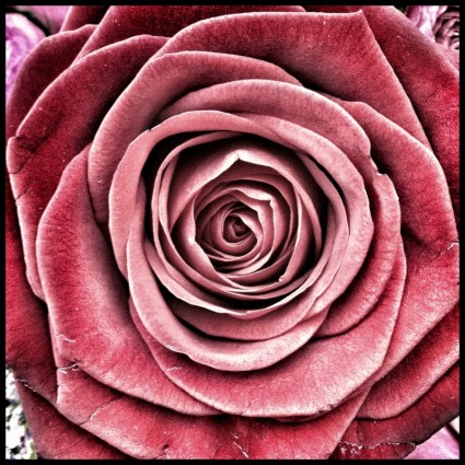 Hoa hồng hồng hoa