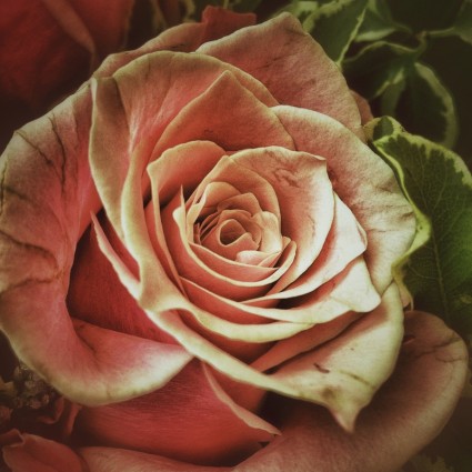 rosa Blumen-Rosen