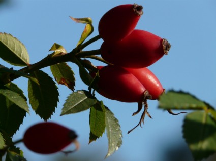 Rosa Mosqueta fruta sammelfrucht