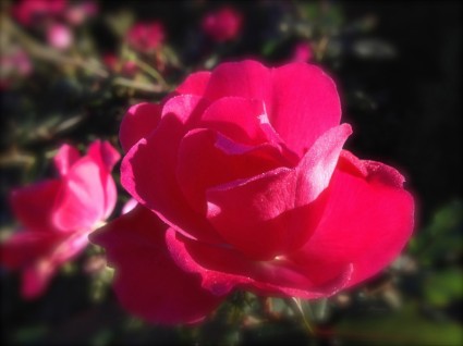 在晨霜中的玫瑰