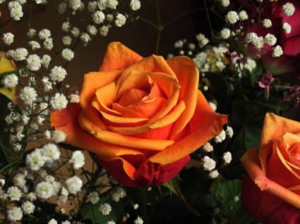 may mắn tình yêu hoa hồng